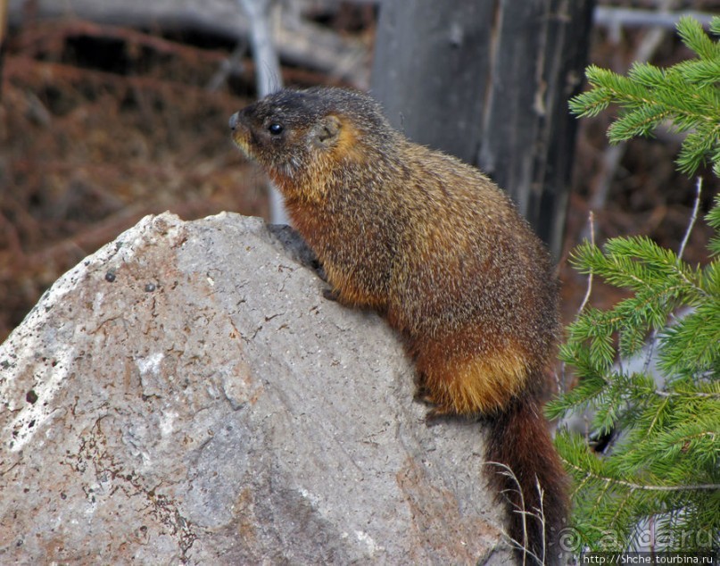 К "Дню Сурка" — сурок из Йеллоустоуна