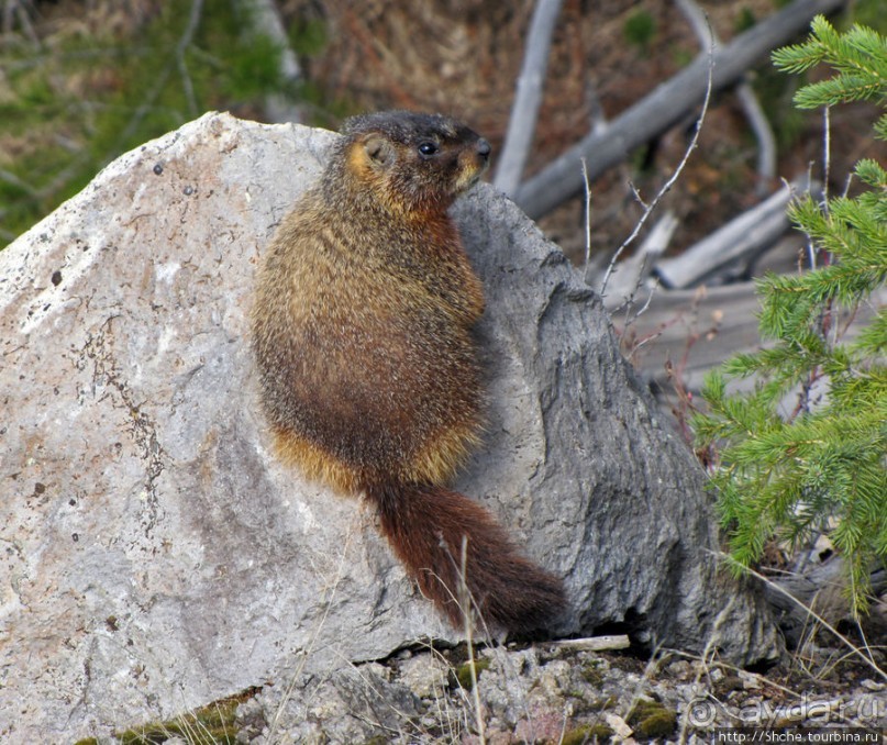 К "Дню Сурка" — сурок из Йеллоустоуна