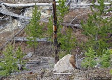 К "Дню Сурка" — сурок из Йеллоустоуна