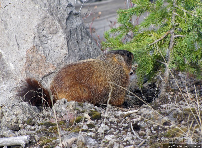 К "Дню Сурка" — сурок из Йеллоустоуна