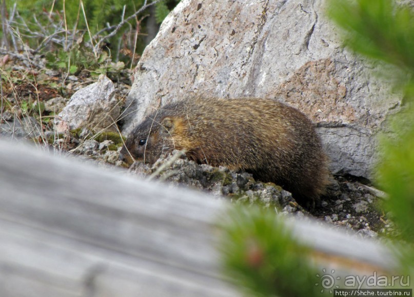 К "Дню Сурка" — сурок из Йеллоустоуна