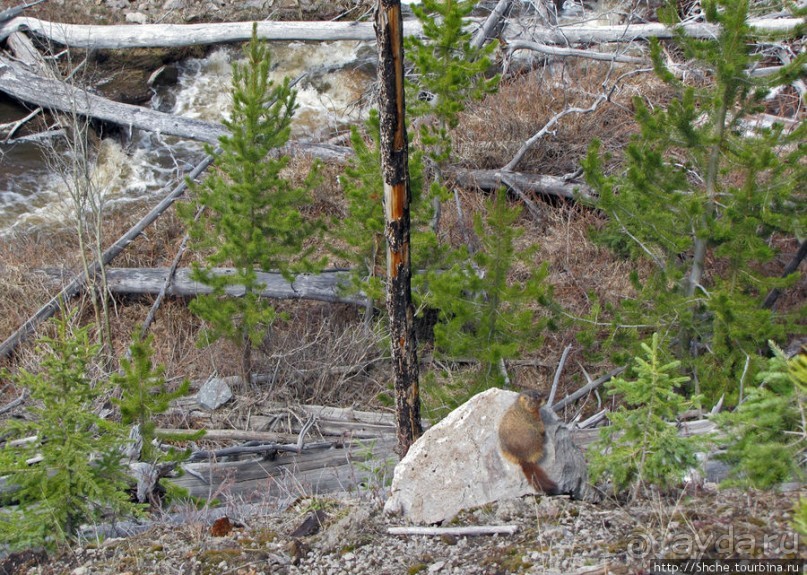 К "Дню Сурка" — сурок из Йеллоустоуна