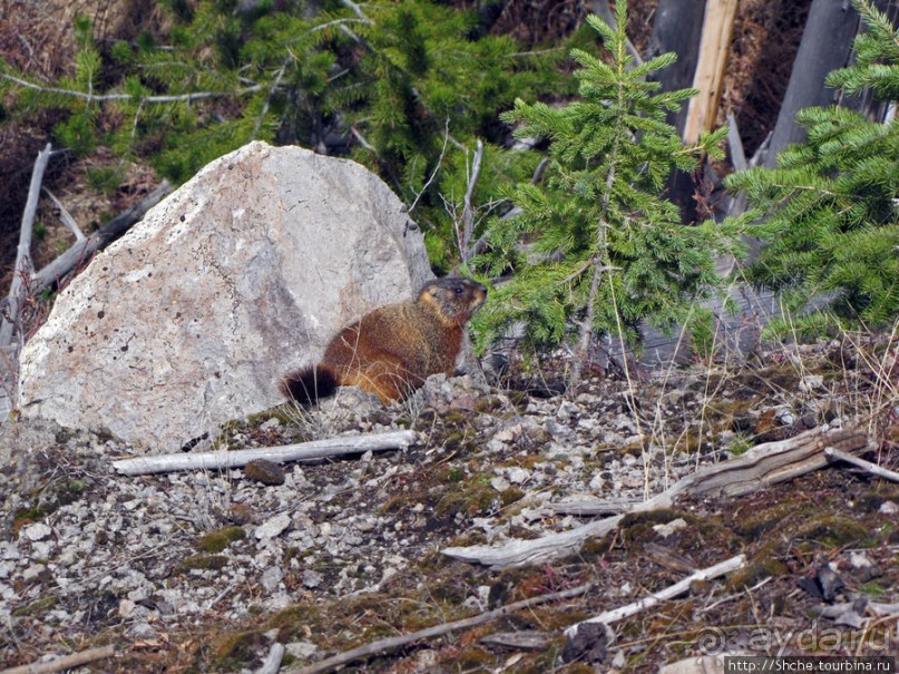 К "Дню Сурка" — сурок из Йеллоустоуна