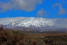 Одноэтажная Зеландия... Буллс