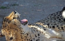 ... и был нещадно вылизан гепардом