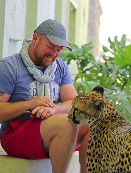 ... и был нещадно вылизан гепардом