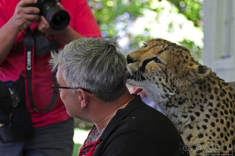 ... и был нещадно вылизан гепардом