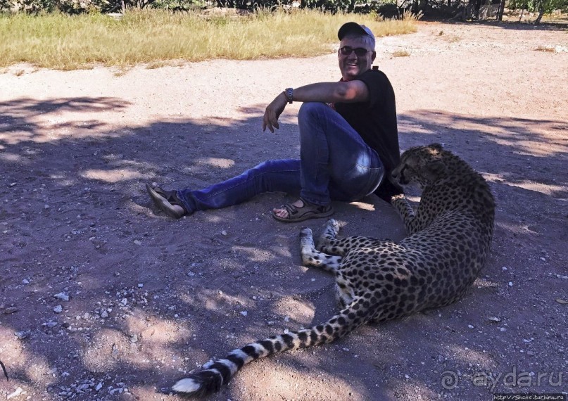 ... и был нещадно вылизан гепардом