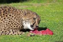 ... и был нещадно вылизан гепардом