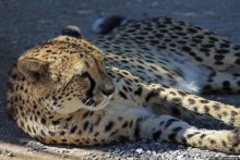 ... и был нещадно вылизан гепардом