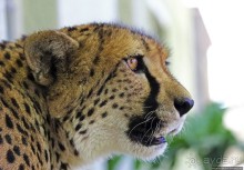 ... и был нещадно вылизан гепардом