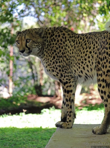 ... и был нещадно вылизан гепардом