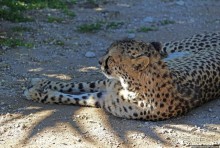 ... и был нещадно вылизан гепардом