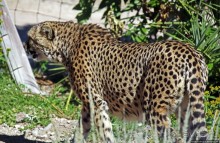 ... и был нещадно вылизан гепардом