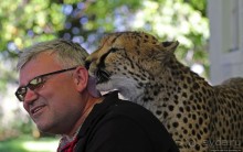 ... и был нещадно вылизан гепардом