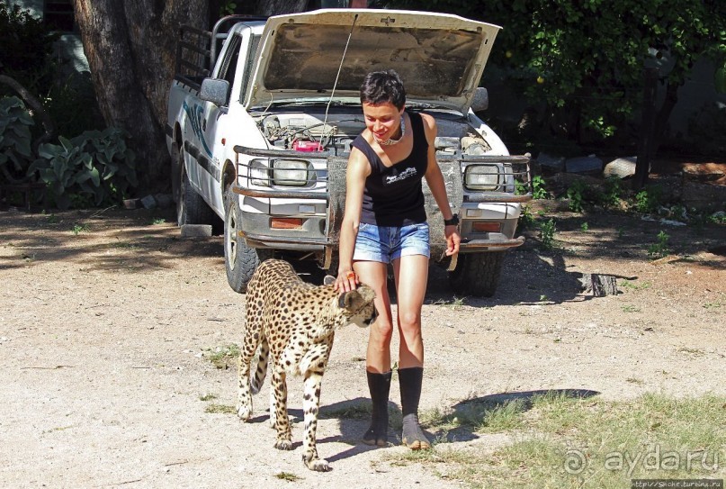 ... и был нещадно вылизан гепардом