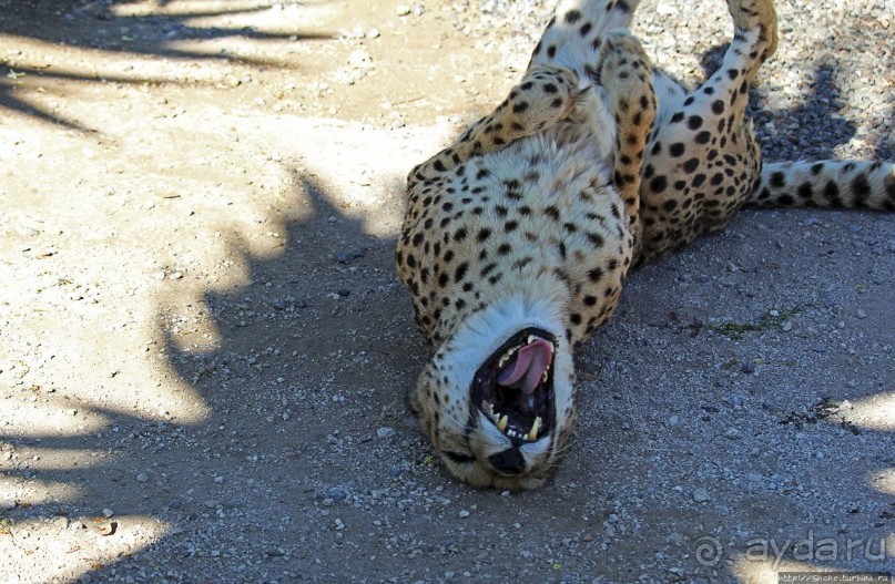 ... и был нещадно вылизан гепардом