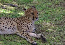 ... и был нещадно вылизан гепардом