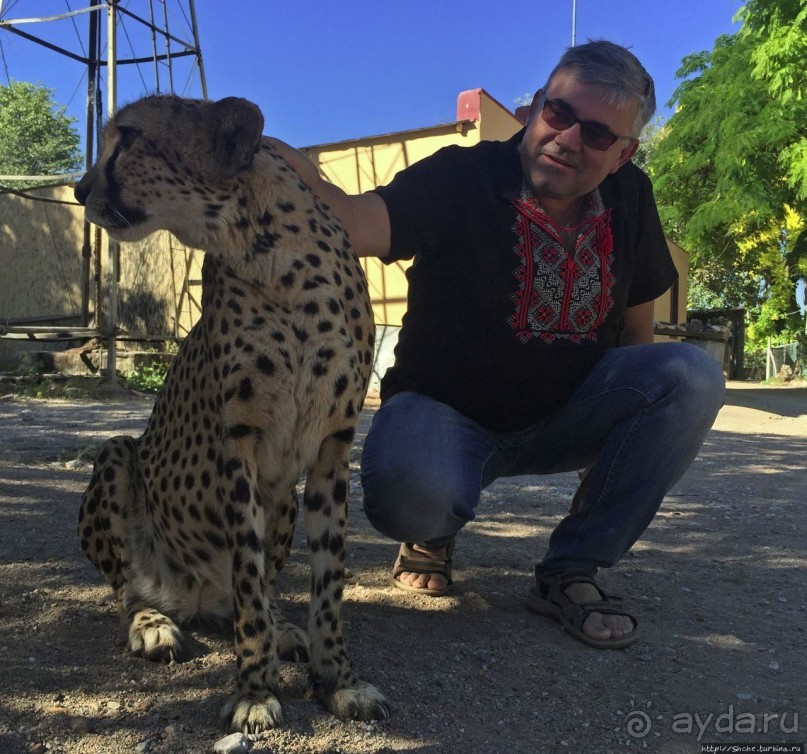 ... и был нещадно вылизан гепардом