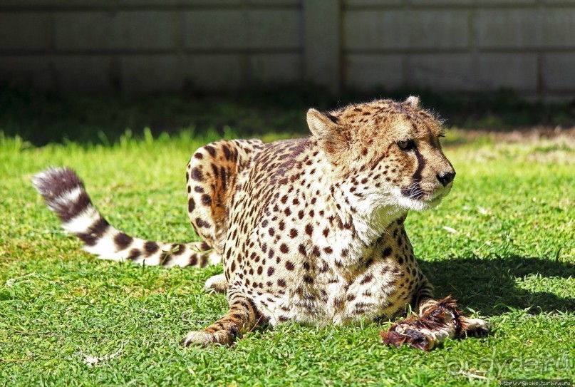 ... и был нещадно вылизан гепардом