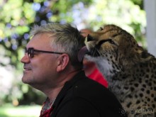 ... и был нещадно вылизан гепардом