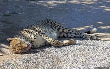 ... и был нещадно вылизан гепардом