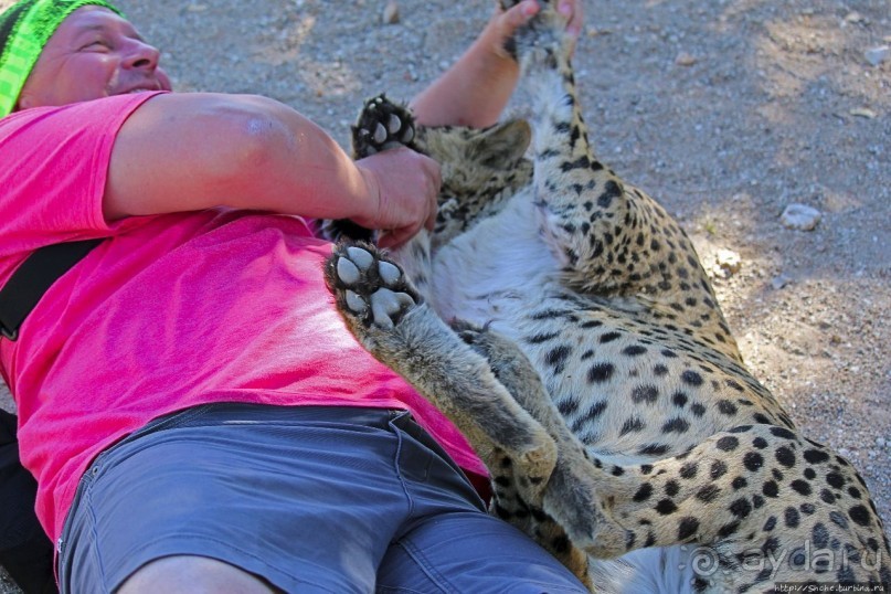 ... и был нещадно вылизан гепардом