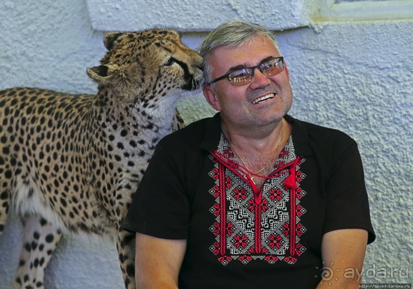 ... и был нещадно вылизан гепардом
