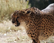 ... и был нещадно вылизан гепардом