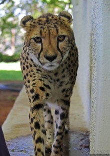 ... и был нещадно вылизан гепардом