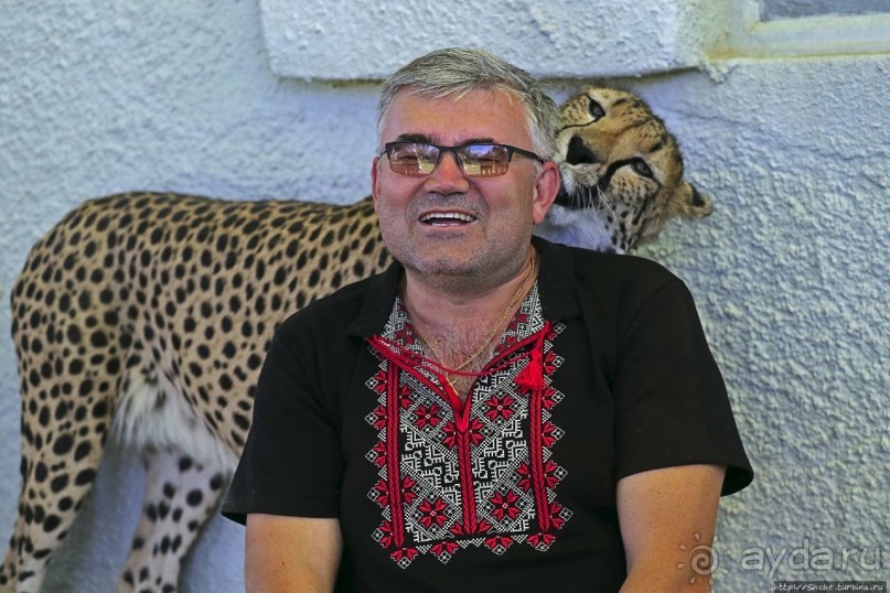 ... и был нещадно вылизан гепардом