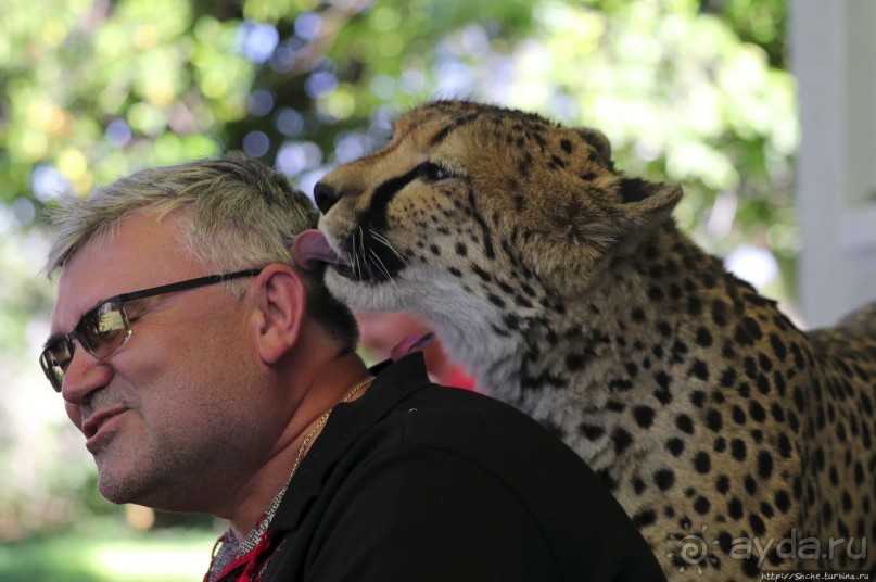 ... и был нещадно вылизан гепардом