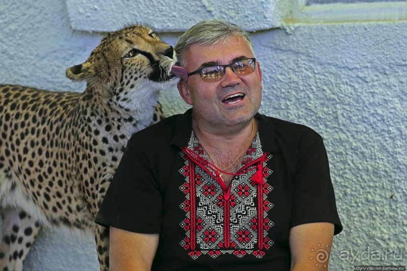 ... и был нещадно вылизан гепардом