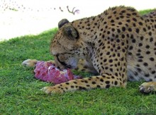 ... и был нещадно вылизан гепардом
