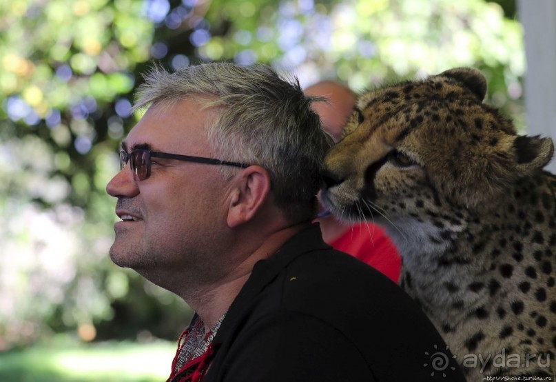 ... и был нещадно вылизан гепардом