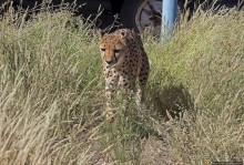 ... и был нещадно вылизан гепардом