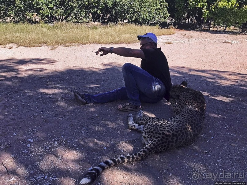 ... и был нещадно вылизан гепардом