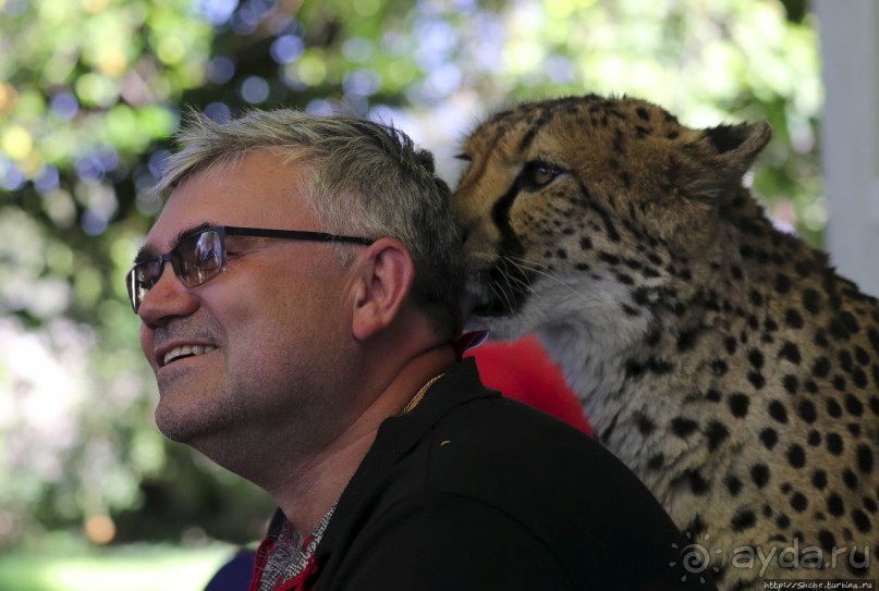 ... и был нещадно вылизан гепардом