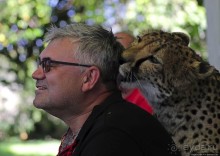 ... и был нещадно вылизан гепардом