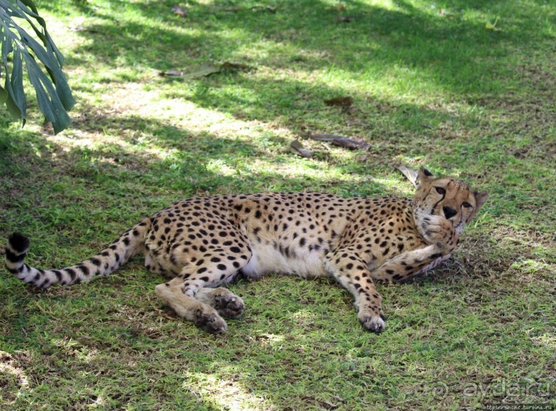 ... и был нещадно вылизан гепардом
