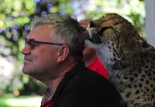 ... и был нещадно вылизан гепардом