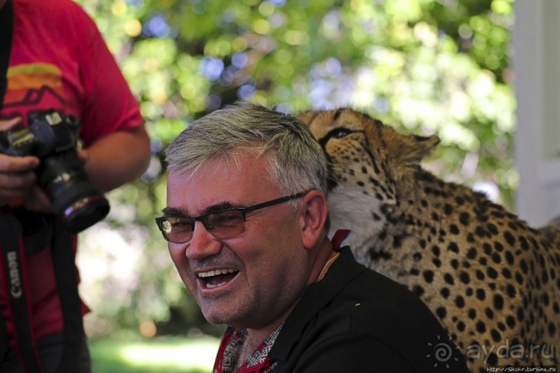 ... и был нещадно вылизан гепардом