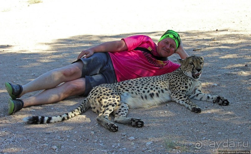 ... и был нещадно вылизан гепардом
