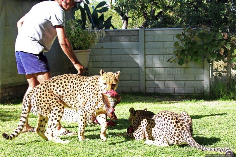 ... и был нещадно вылизан гепардом