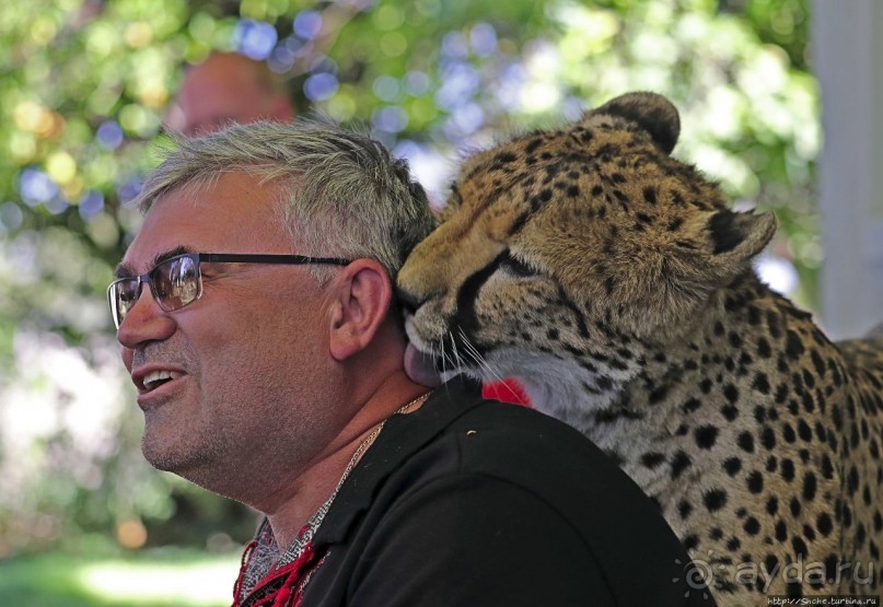 ... и был нещадно вылизан гепардом