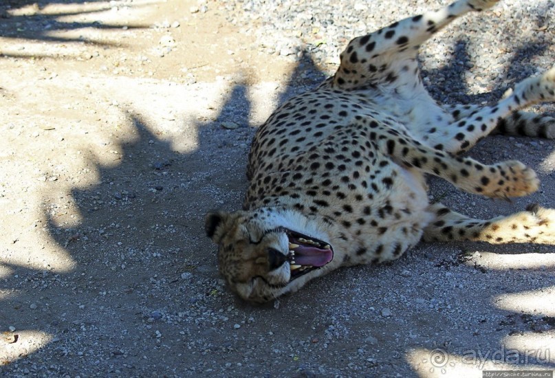 ... и был нещадно вылизан гепардом