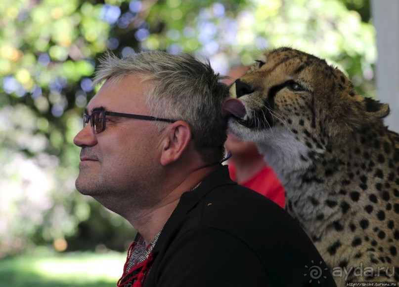 ... и был нещадно вылизан гепардом