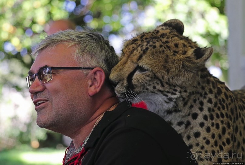 ... и был нещадно вылизан гепардом