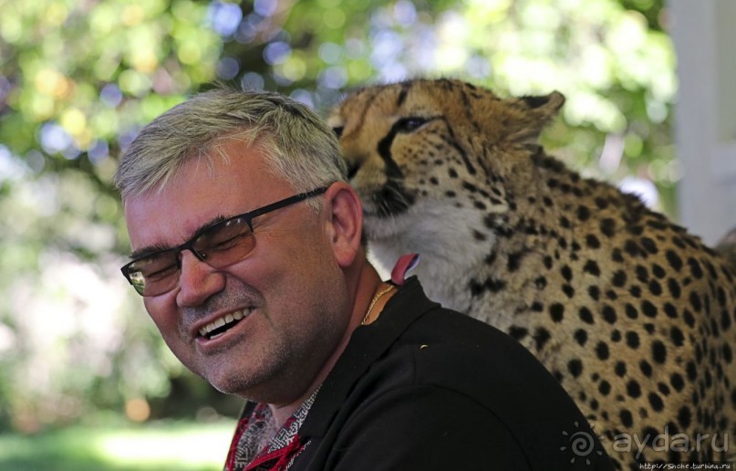 ... и был нещадно вылизан гепардом