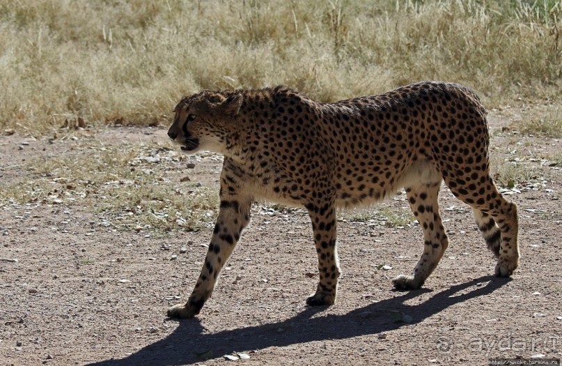 ... и был нещадно вылизан гепардом
